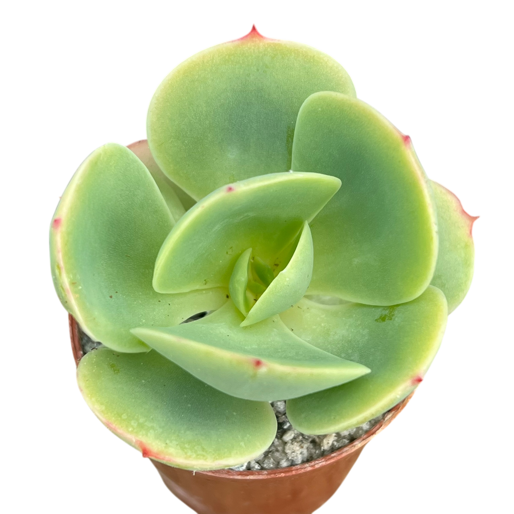 Echeveria 'Peach Pride'