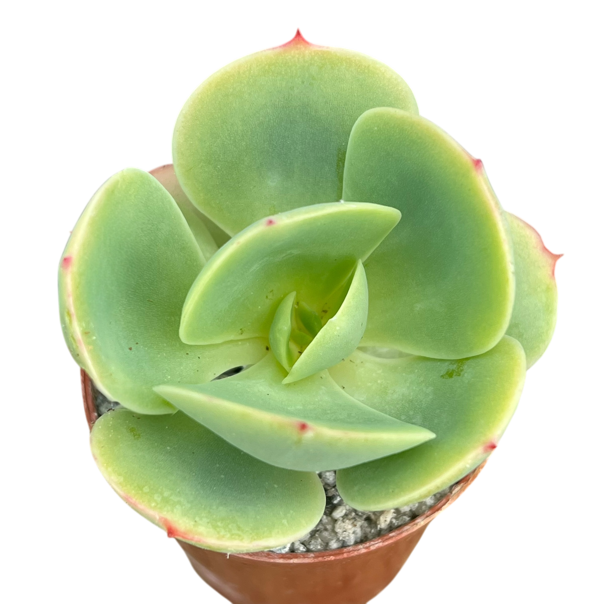 Echeveria 'Peach Pride'