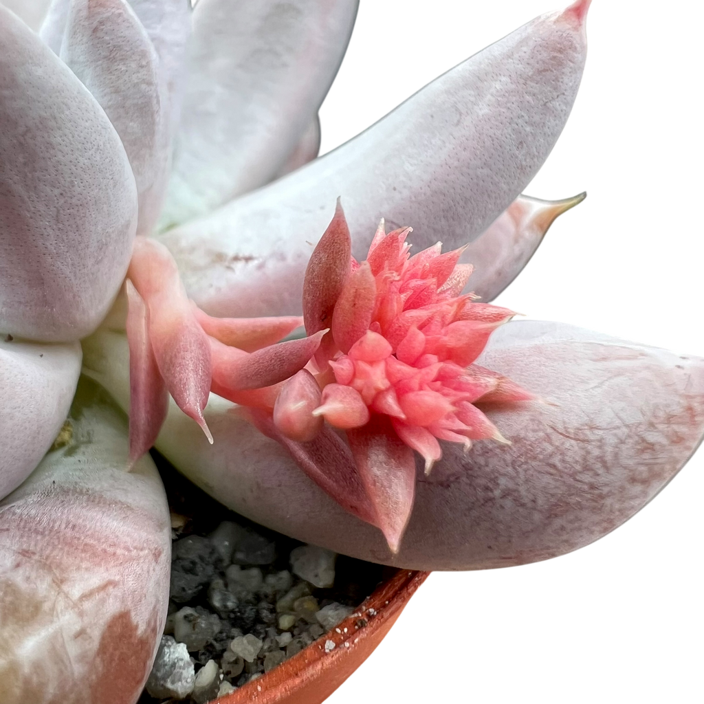Echeveria tolimanensis