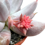 Echeveria tolimanensis