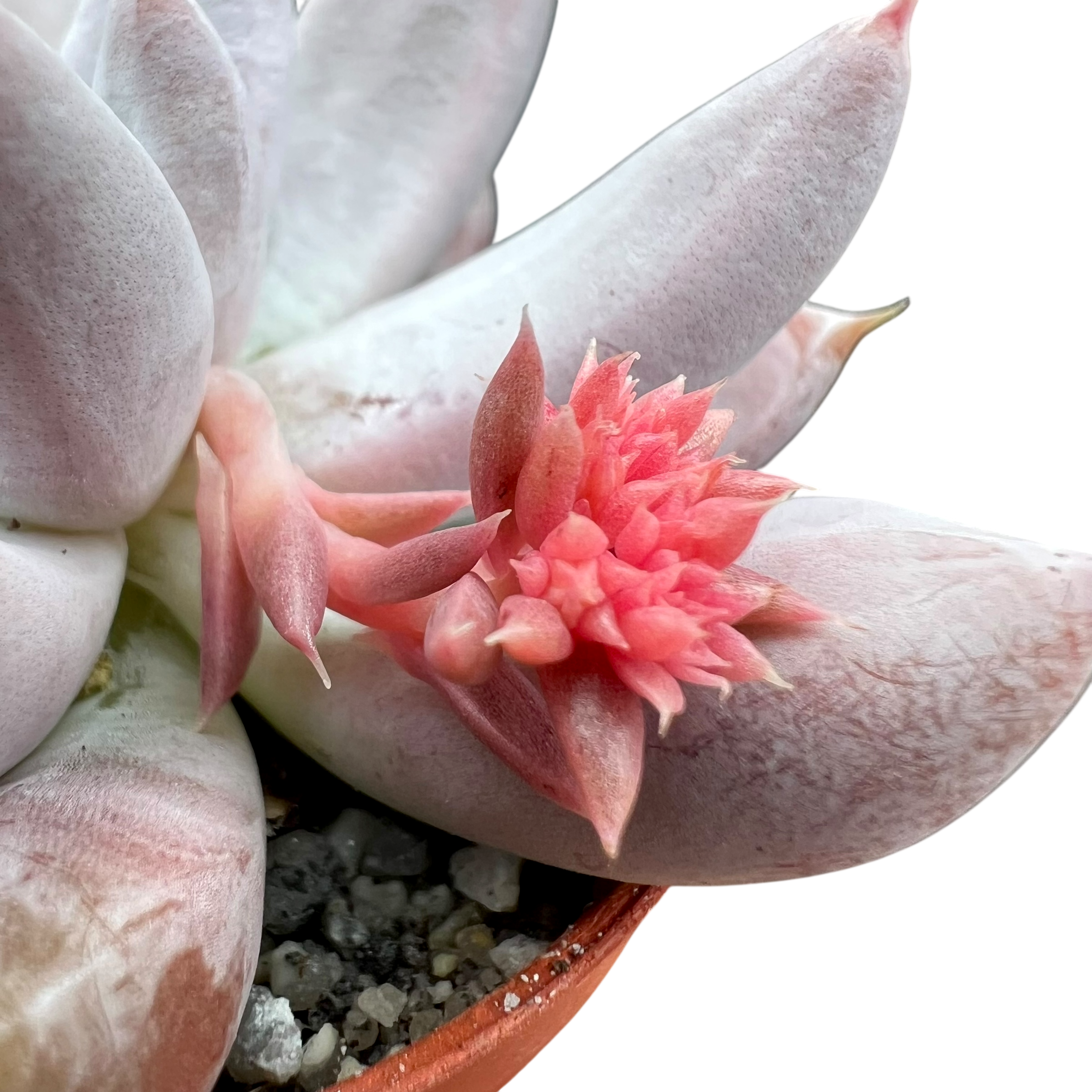 エケベリア・トリマネンシス – Surreal Succulents