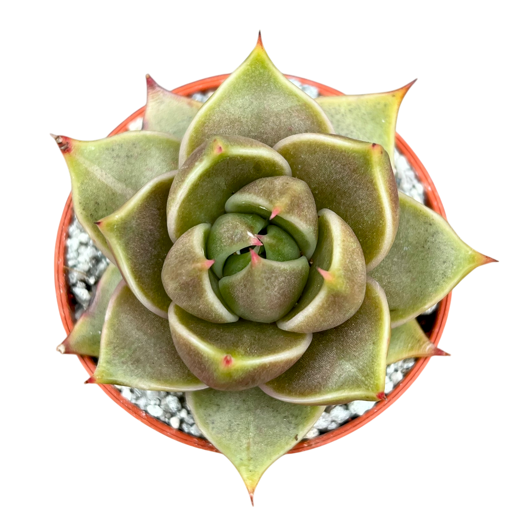 Echeveria 'Crystal Tower'