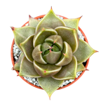 Echeveria 'Crystal Tower'