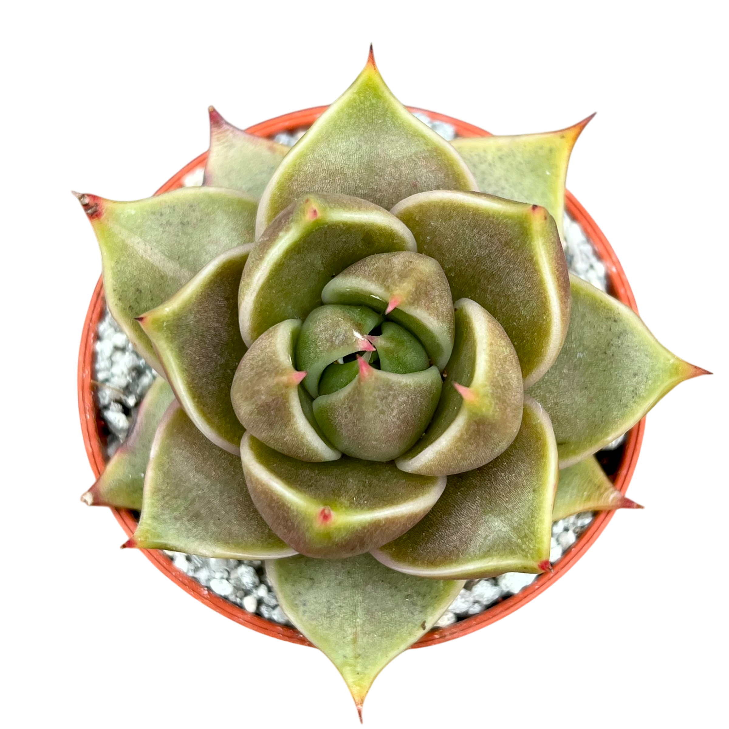 Echeveria 'Crystal Tower'