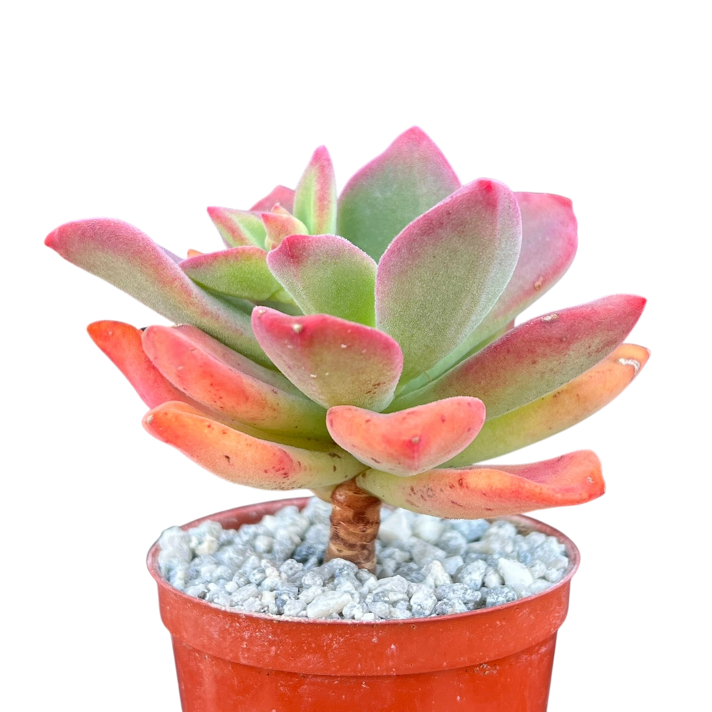 Echeveria 'Green Rose'