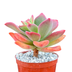 Echeveria 'Green Rose'