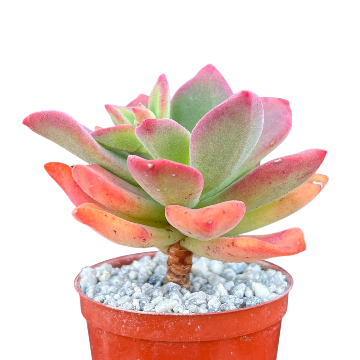 Echeveria 'Green Rose'