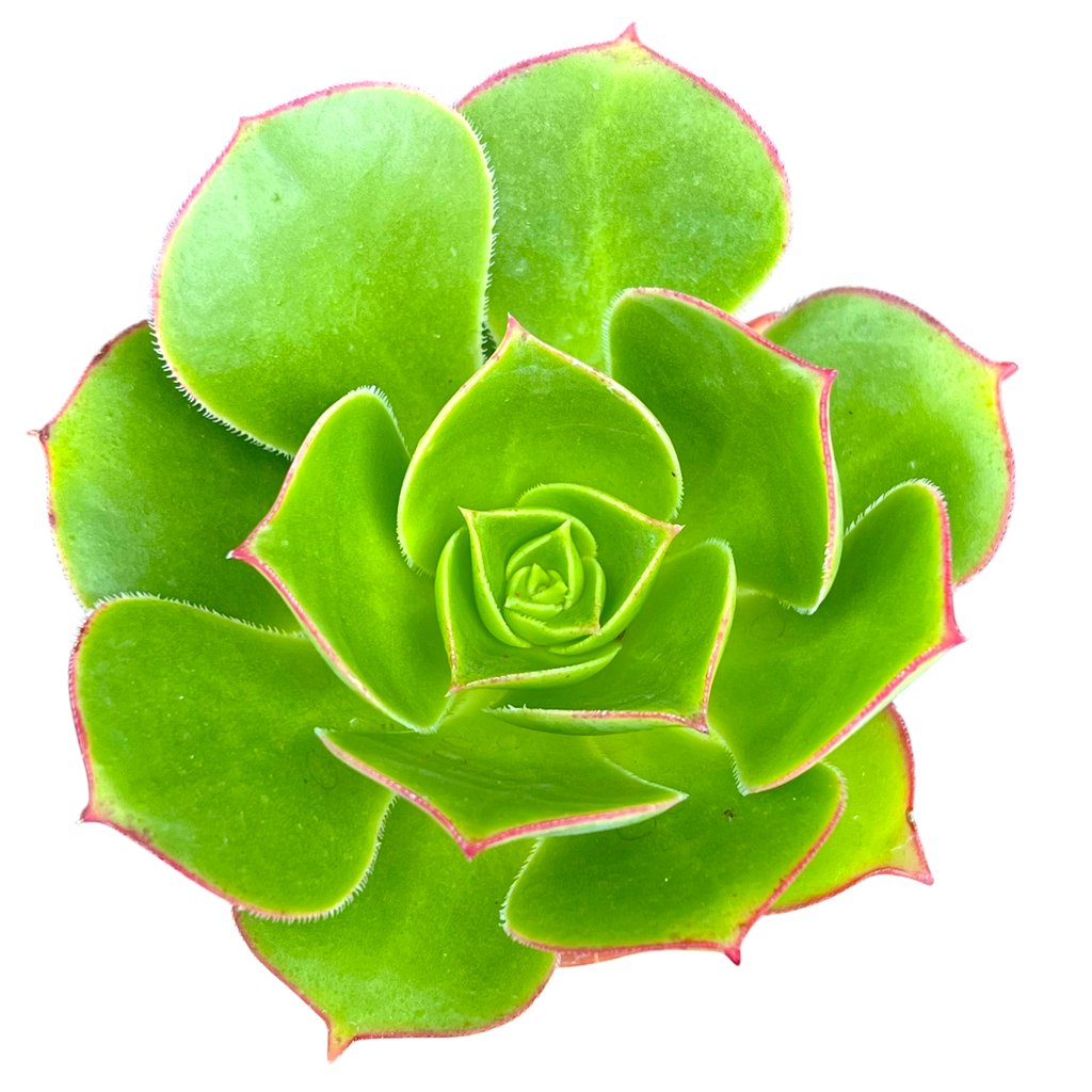 Aeonium 'Saturn'