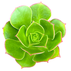 Aeonium 'Saturn'