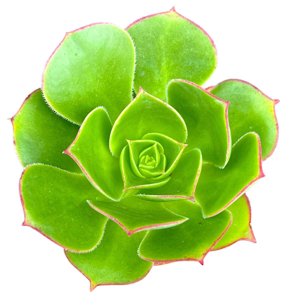 Aeonium 'Saturn'
