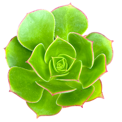 Aeonium 'Saturn'