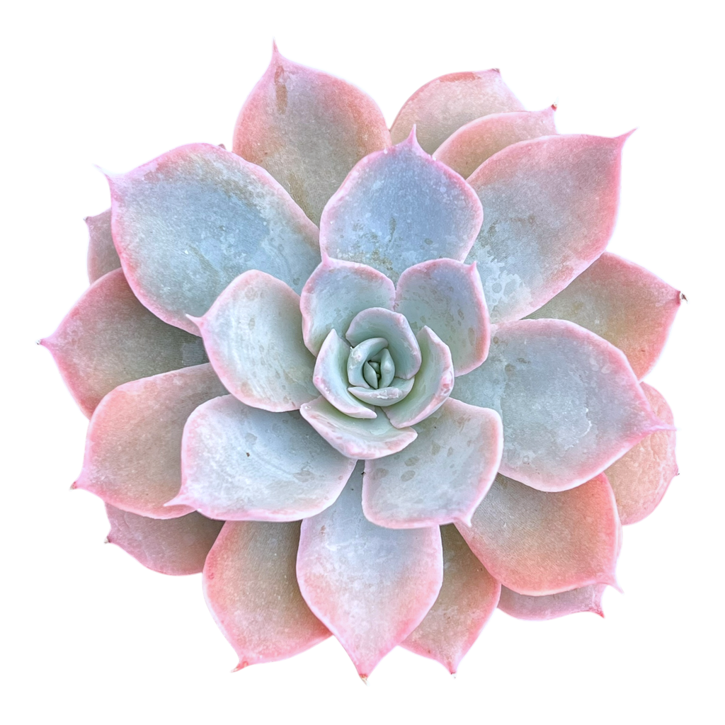 Echeveria subsessilis