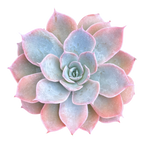 Echeveria subsessilis