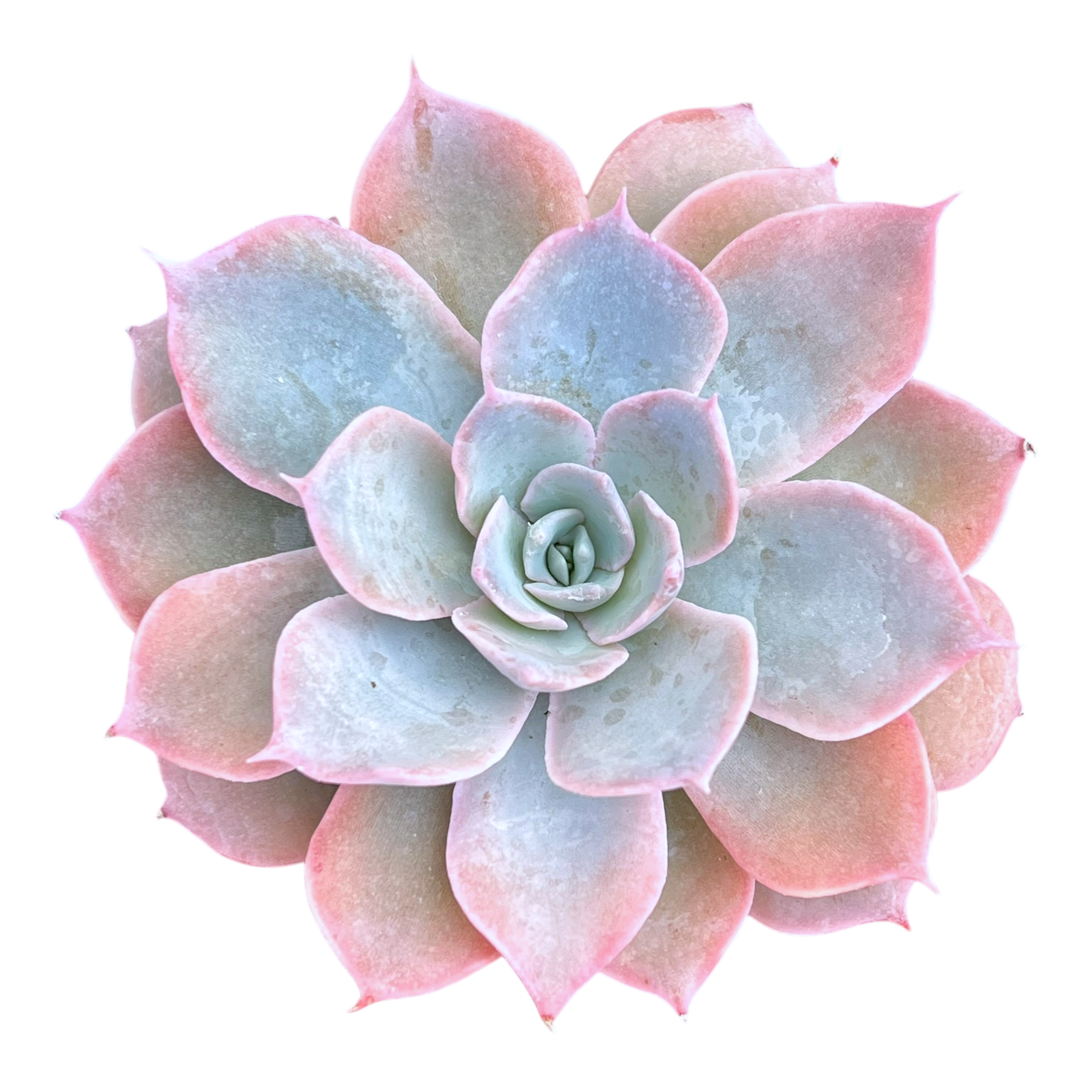 Echeveria subsessilis