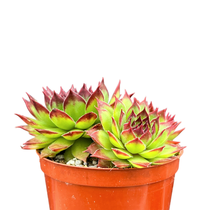 Jovibarba heuffelii 'Tan'