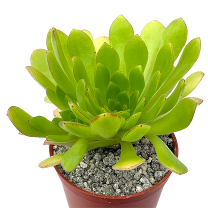 Aeonium 'Cupcake'