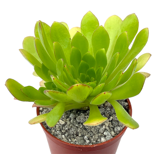 Aeonium 'Cupcake'