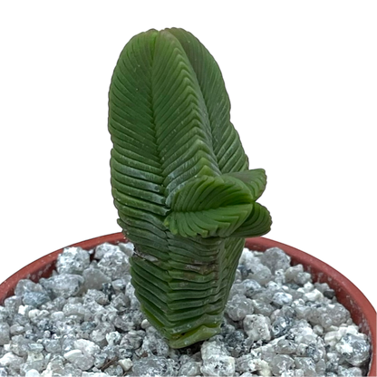 Crassula pyramidalis