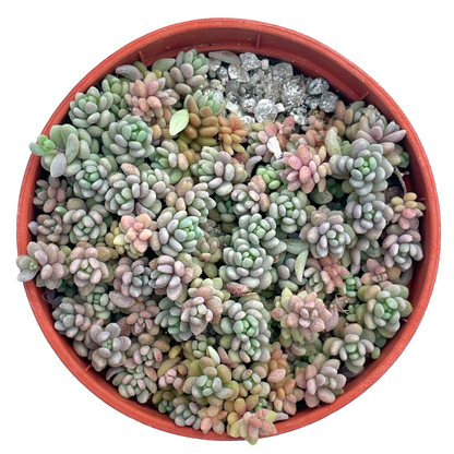 Sedum dasyphyllum minor