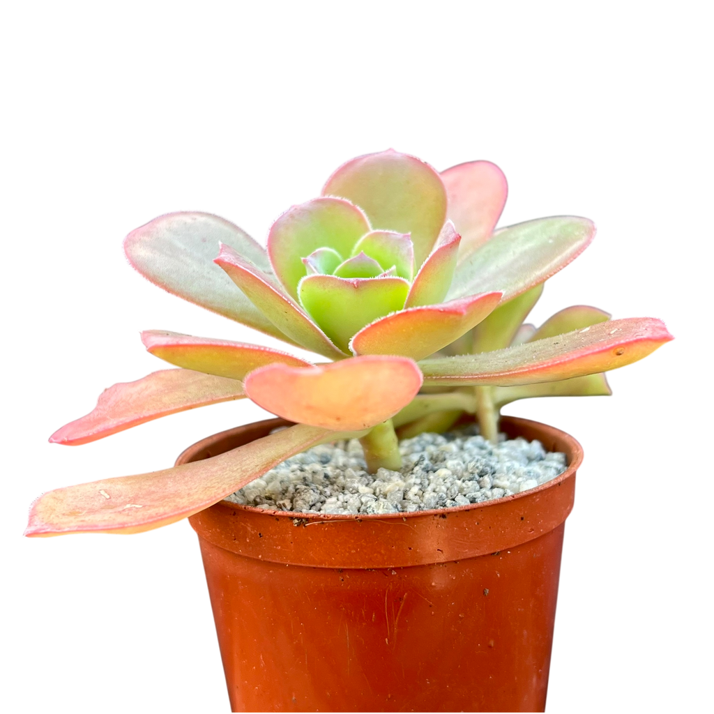 Aeonium gorgoneum