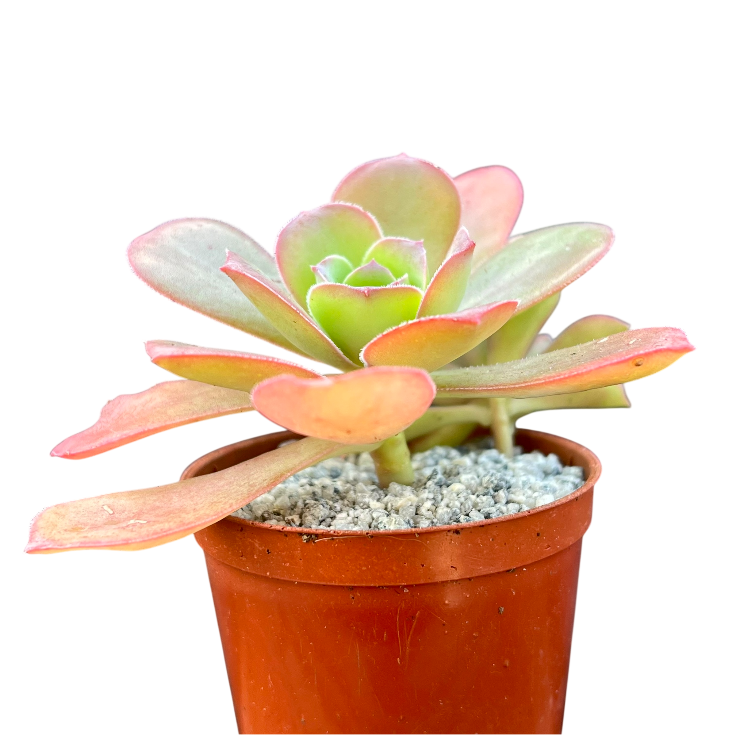 Aeonium gorgoneum