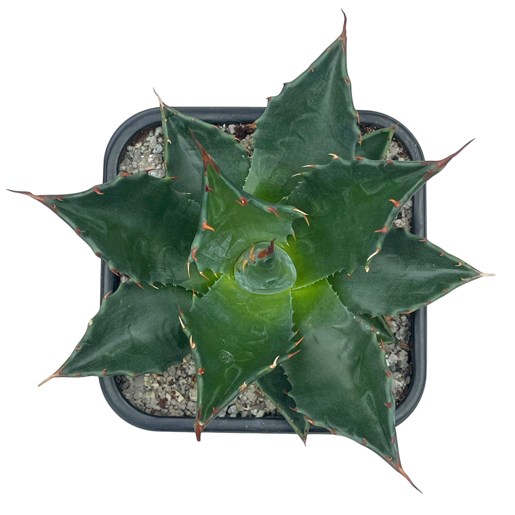 アガベ モンタナ – Surreal Succulents アガベ モンタナ – Surreal Succulents