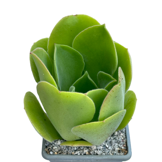 Aeonium canariense var. palmense