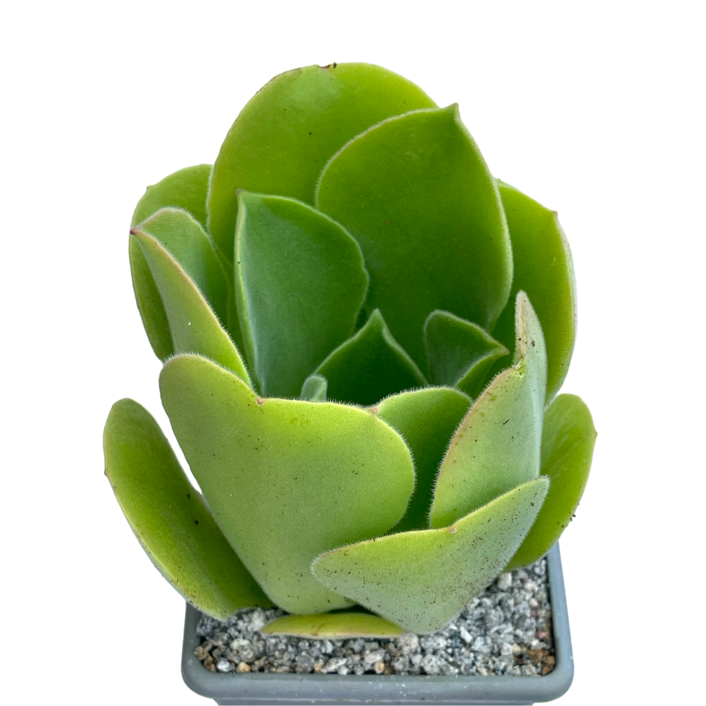 Aeonium canariense var. palmense