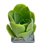 Aeonium canariense var. palmense