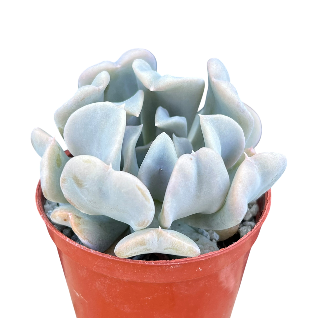 Echeveria 'Topsy Turvy'