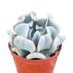 Echeveria 'Topsy Turvy'