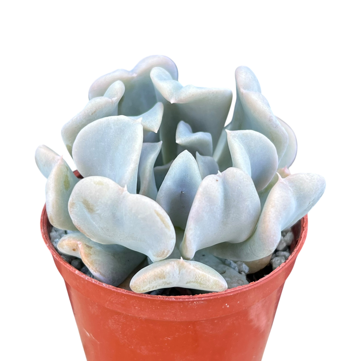 Echeveria 'Topsy Turvy'