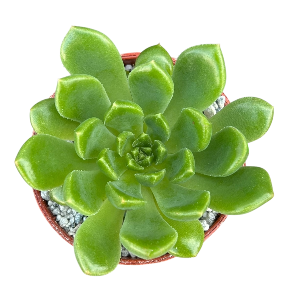 Echeveria cuencaensis