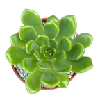 Echeveria cuencaensis