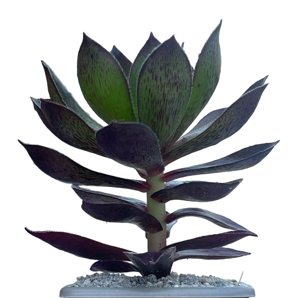 x Semponium 'Mrs Frosty'