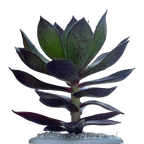 x Semponium 'Mrs Frosty'