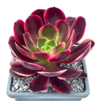 Aeonium 'Superbang'