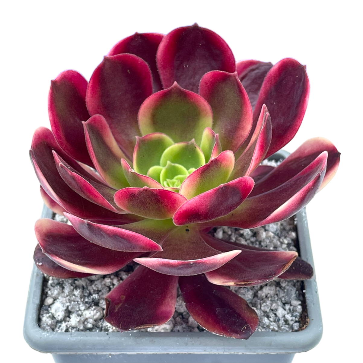 Aeonium 'Superbang'