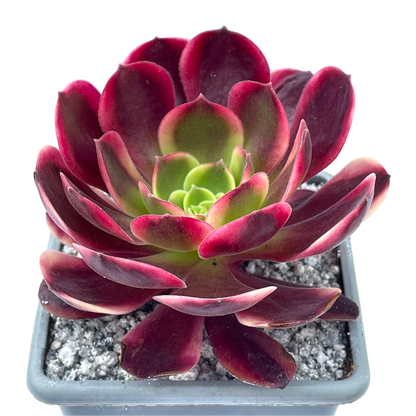 Aeonium 'Superbang'