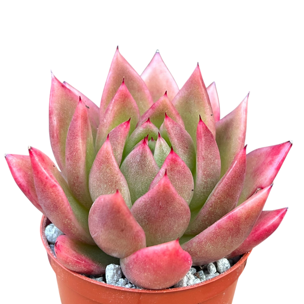 Echeveria agavoides 'Miranda'