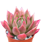 Echeveria agavoides 'Miranda'