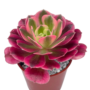 Aeonium 'Pink Witch'