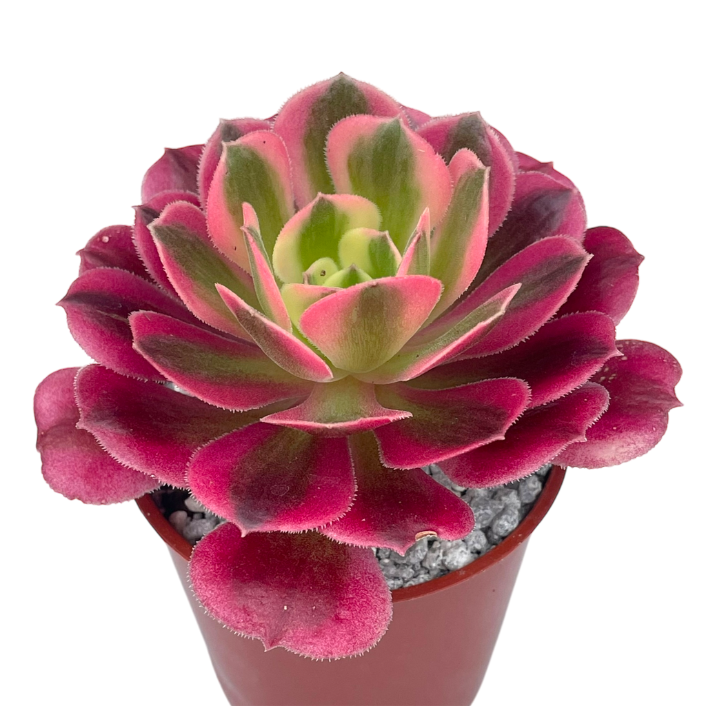Aeonium 'Pink Witch'