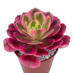 Aeonium 'Pink Witch'