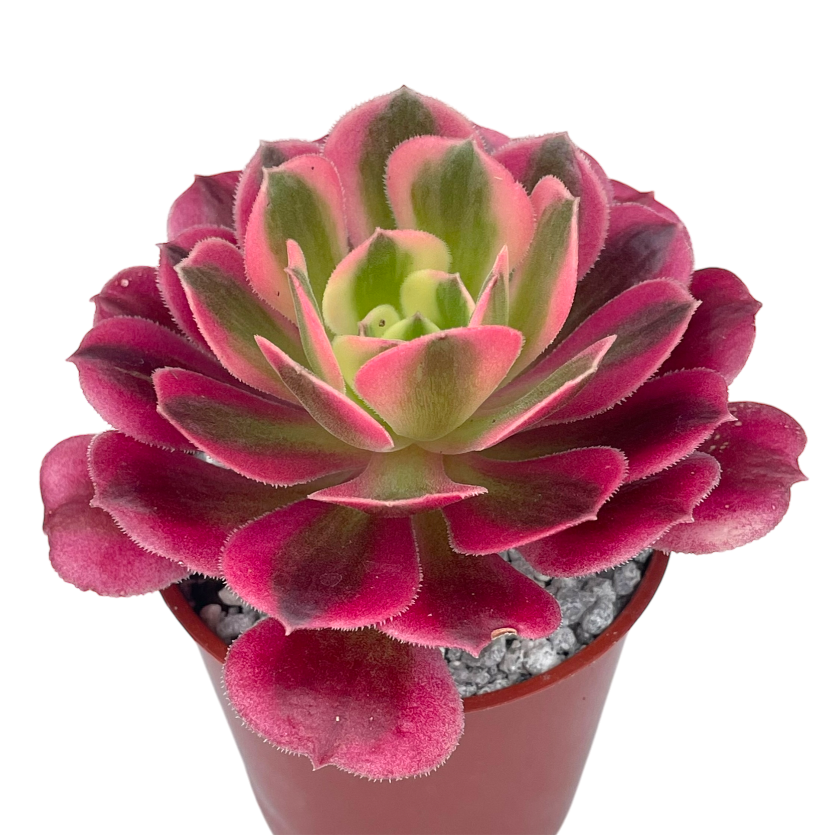 Aeonium 'Pink Witch'