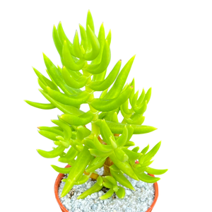 Crassula tetragona