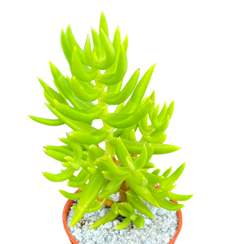 Crassula tetragona