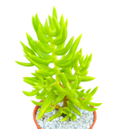 Crassula tetragona