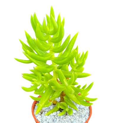 Crassula tetragona