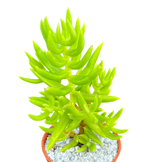 Crassula tetragona